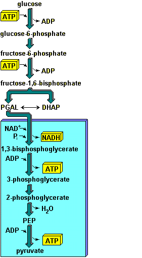 Diagram showing Glycolysis